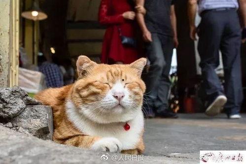 网红猫吃贝贝瓜,贝贝瓜成新宠