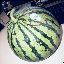 网红吃瓜人员,网红吃瓜达人带你揭秘娱乐圈幕后真相