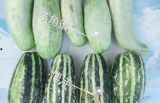 吃瓜各网红地址