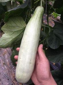 最近有没有什么网红瓜吃,笑料连连等你来吃！
