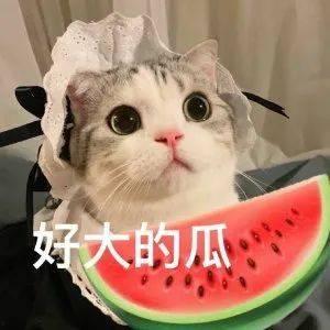 吃瓜网红列表,吃瓜群众眼中的当红炸子鸡